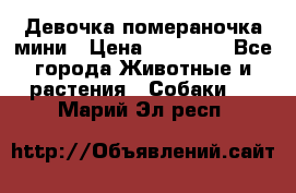 Девочка помераночка мини › Цена ­ 50 000 - Все города Животные и растения » Собаки   . Марий Эл респ.